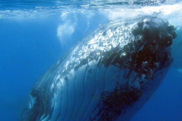 Spirit of Hervey Bay Whale Watching Cruise