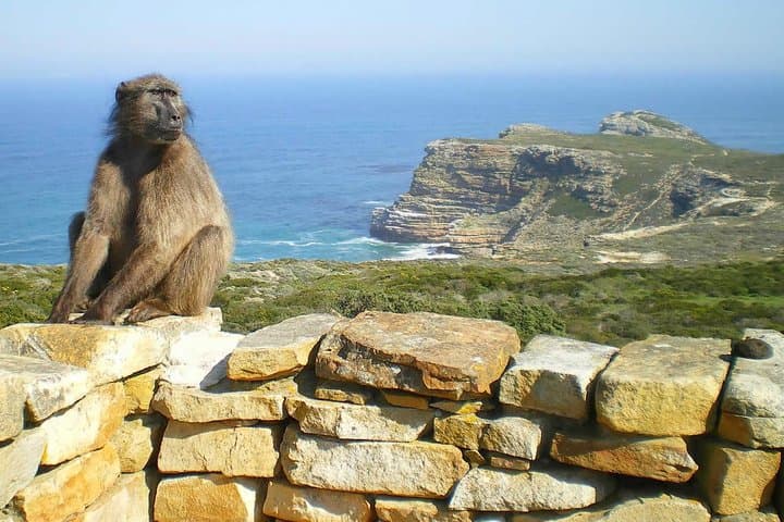 Cape Point Explore with Boulder's Penguins Full Day Tour
