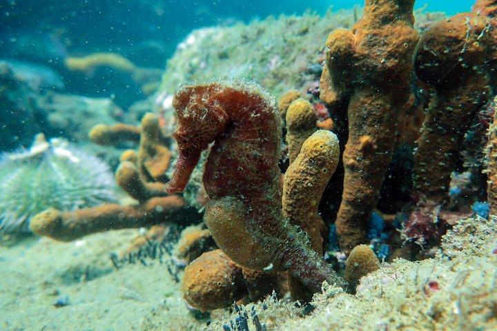 Private Program for Accredited Diver in Búzios