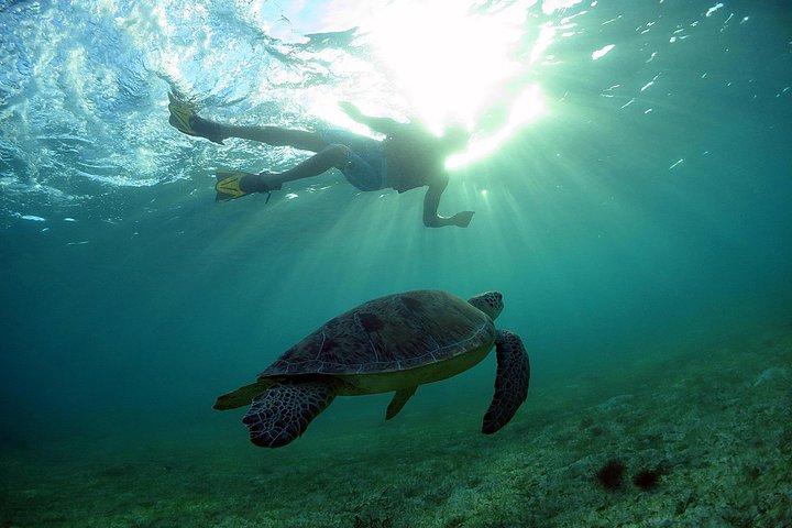 Akumal Turtles, Snorkel Tour from Cancun or Riviera Maya