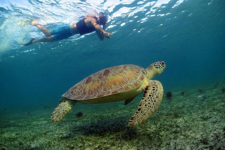 Akumal Turtles, Snorkel Tour from Cancun or Riviera Maya