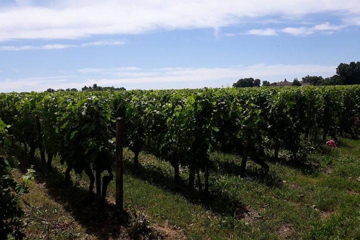 A day in Saint-Emilion in a sidecar
