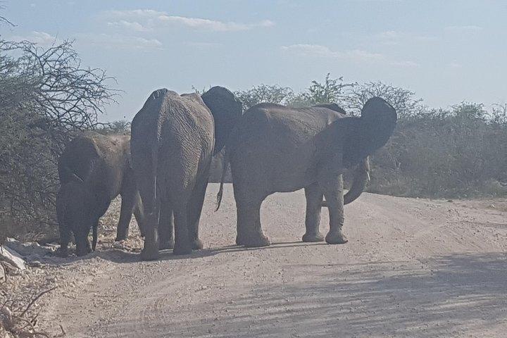 3 Days Safaris in Etosha | Guided Lodge