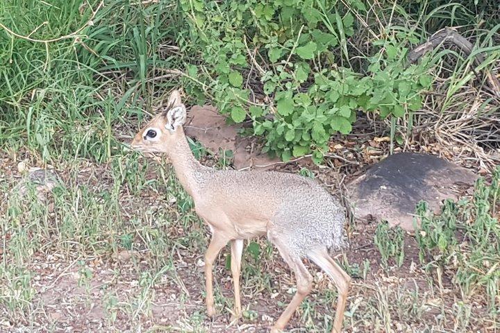 3 Days Safaris in Etosha | Guided Lodge