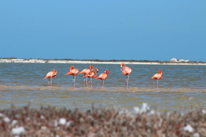 Private Rio Lagartos Flamingo and pink lakes