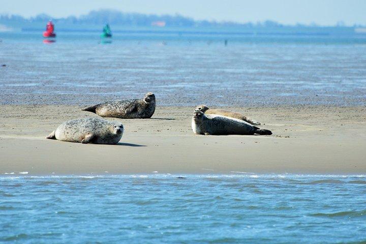 Seal Safari at UNESCO Site Waddensea from Amsterdam
