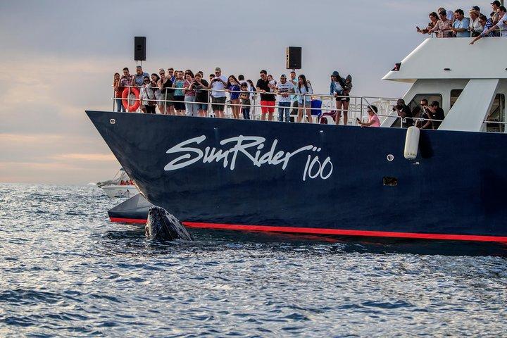 Whale Watching Dinner Cruise in Cabo San Lucas