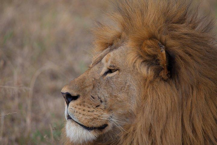 Introducing Kenya Safari Package
