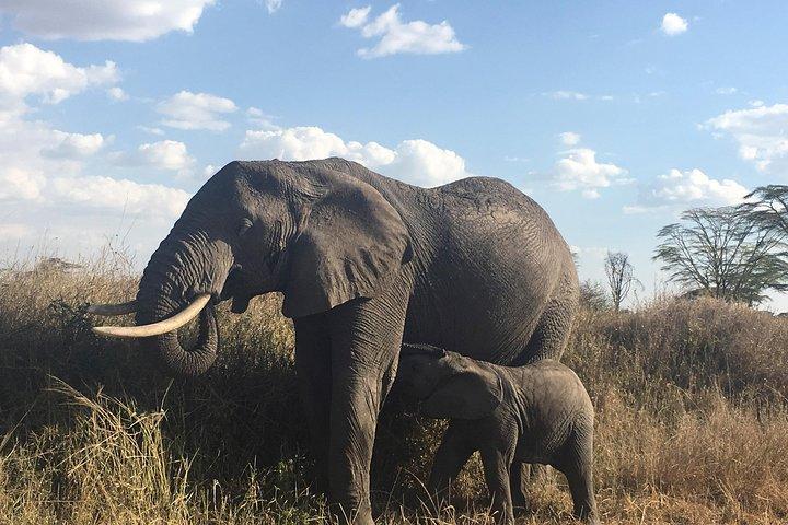 Introducing Kenya Safari Package