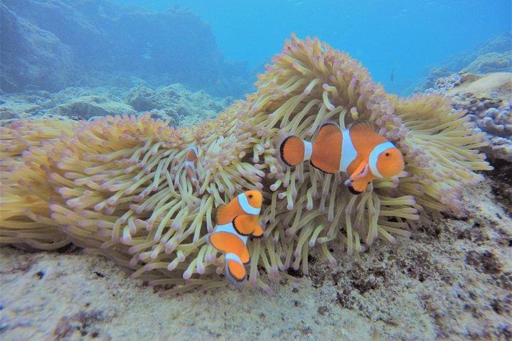 Blue Cave Area Experience Diving!Free feeding & photo images Chinese guide available!1 group with a dedicated instructor