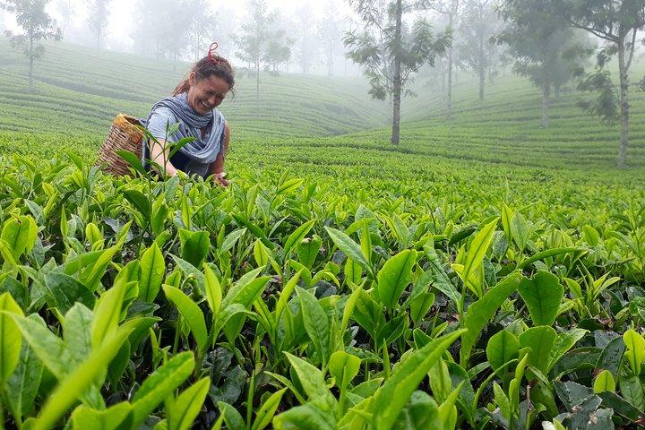 Munnar Tea Plantation Walk with Sunset View (By Munnar Info)