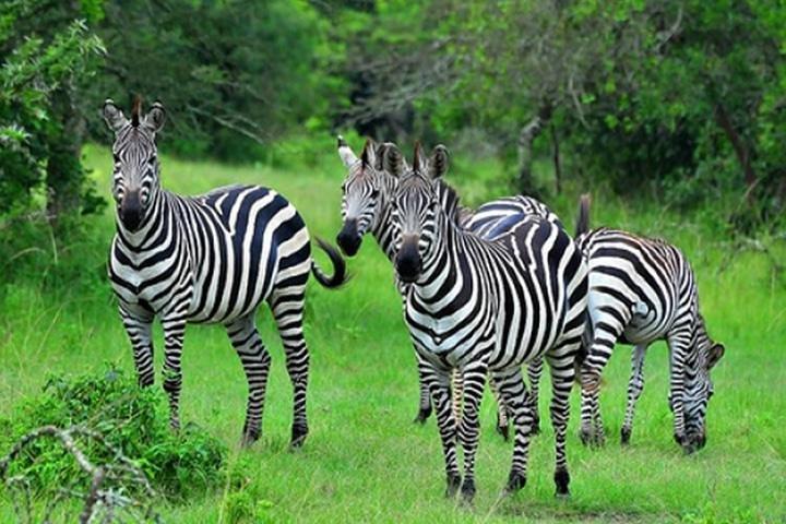 1 Day Lake Mburo National Park Short Safari from Kampala