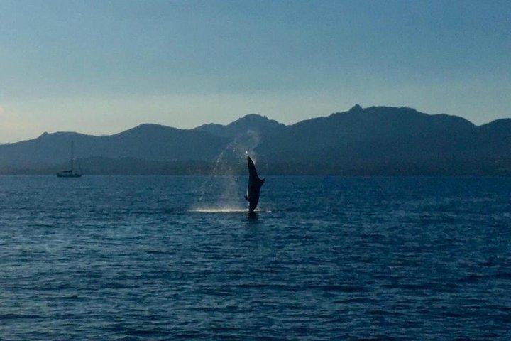 Dolphin Watching Tour - from Golfo Aranci