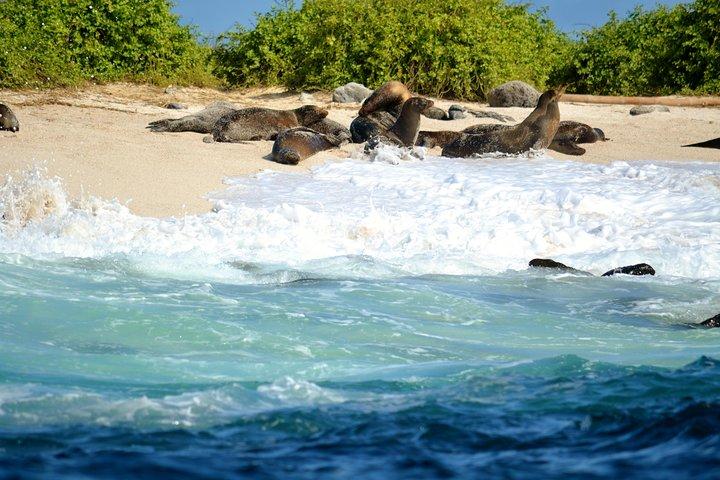 Bay Tour in Santa Cruz - Galapagos Islands