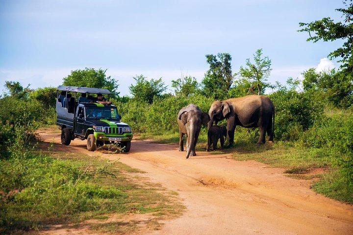 Day Trip to Udawalawe from Colombo (Transfer only)