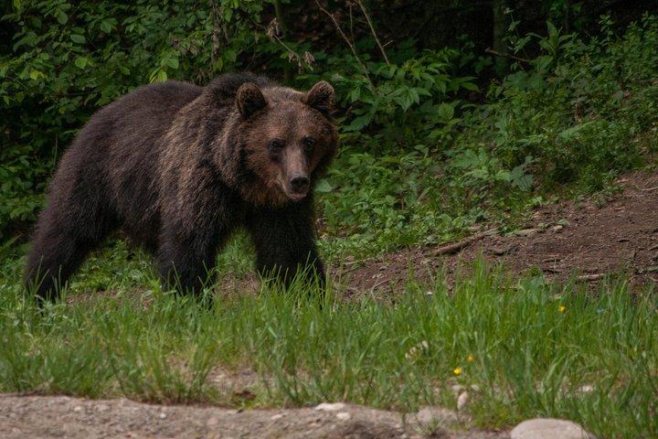 Carpathian Wilderness: A Wildlife Experience from Brașov