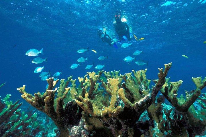 Reef Snorkel adventure in Puerto Morelos With Transport & Lunch
