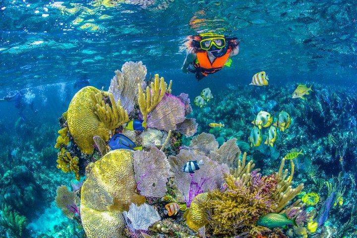 Reef Snorkel in Puerto Morelos With Lunch And Transportation