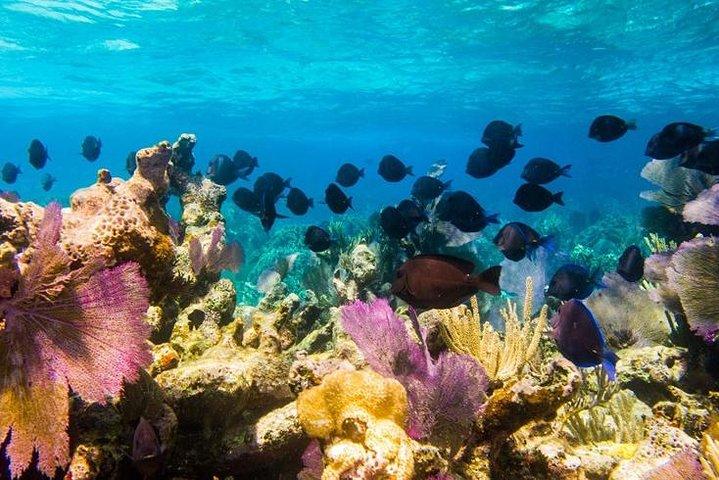 Grand Turk Reef Snorkeling Tour