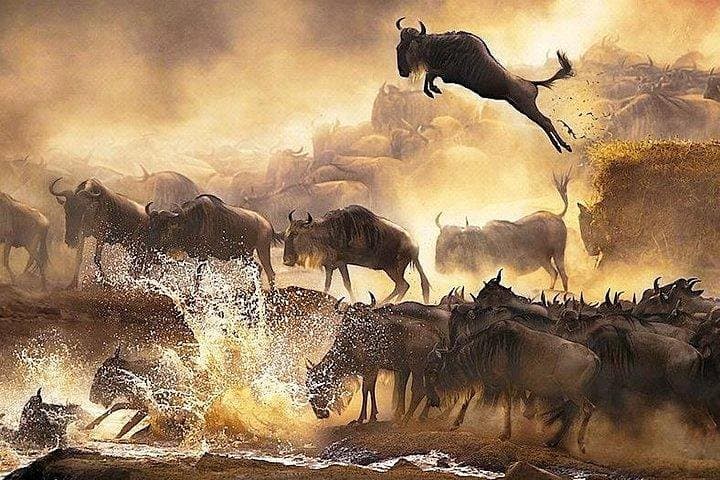 7 days safari to Amboseli, Naivasha, Lake Nakuru and Masai Mara National parks