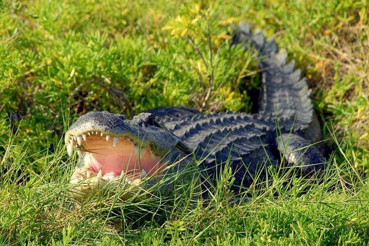 Wild Florida Adventure Package Tour with Hotel Pickup & Lunch