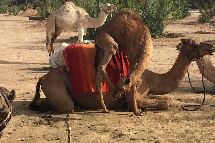 Camel and Quad in Marrakech