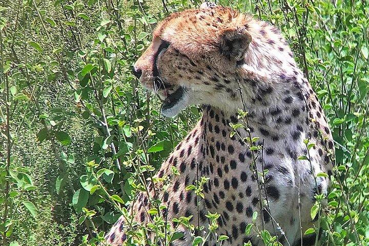 5-Days Best Wildlife Safari: Amboseli & Tsavo West National Park Private Safari