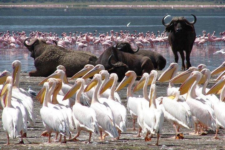 8 Days Discover Kenya Safari with 4x4 Land Cruiser Jeep
