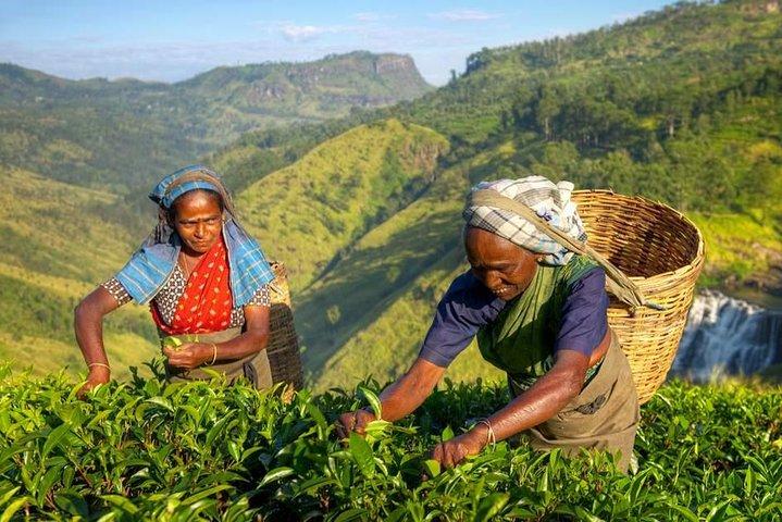 The Tea Hubs of Srilanka
