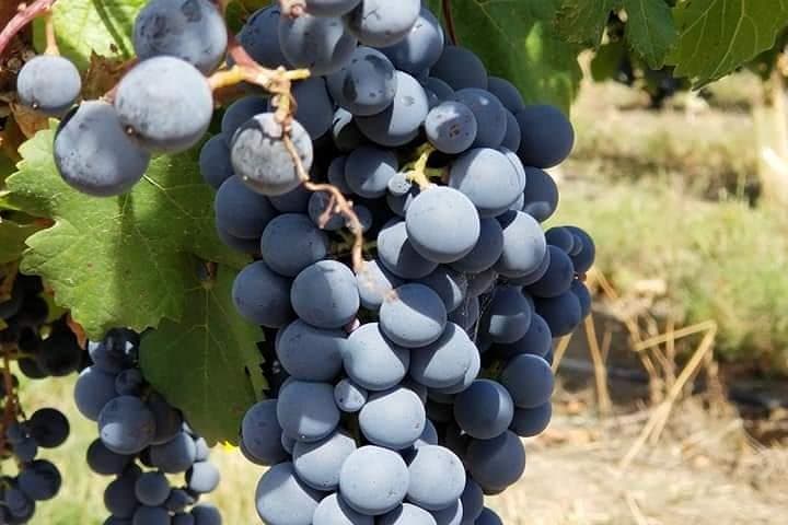 Horseback Riding and Wine Tours