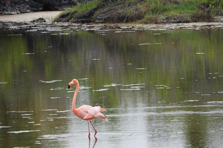 6-Day Galapagos Island Hopping Tour: Santa Fe, Santa Cruz and Los Tuneles