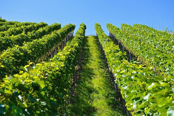 Milestii Mici winery - City Tour of Chisinau