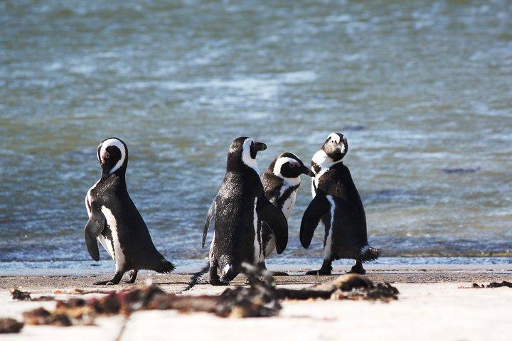 6-Day Garden Route & Addo South African Adventure from Cape Town