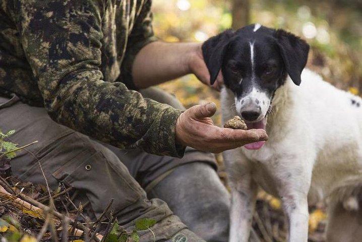 Truffle Hunting and Tasting in San Gimignano with a Tuscan Lunch