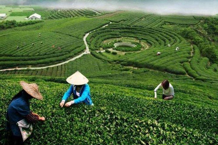Hangzhou Private Customized Day Trip from Shanghai by Bullet Train