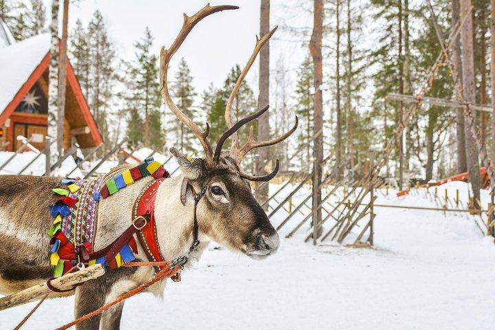 Lapland Reindeer Safari from Rovaniemi