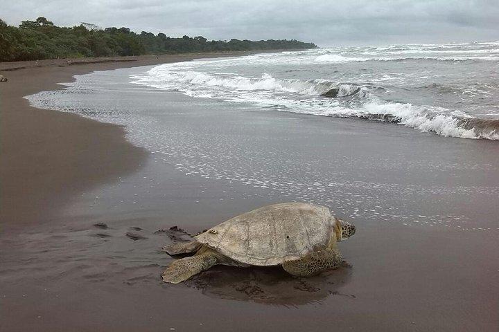 Turtle Tour