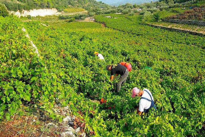 Peljesac Vineyards & Oysters - Private Day Trip from Dubrovnik-Mercedes Vehicle