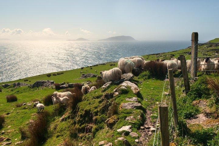 Private Tour: Dingle Peninsula from Killarney