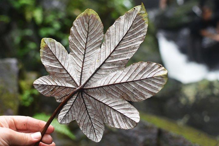 From San Juan: El Yunque Rainforest Hiking Adventure