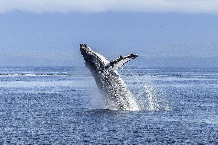 Whale Watching Tour from Cape Town