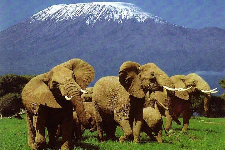 The Great Wildebeest Migration