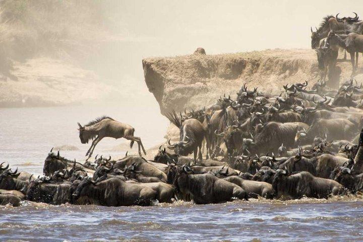 The Great Wildebeest Migration