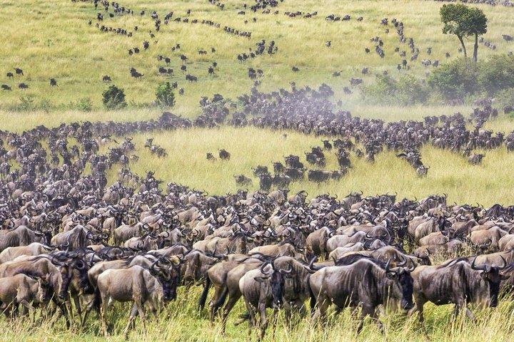 The Great Wildebeest Migration