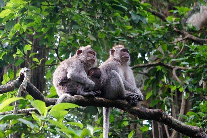 Monkey Forest, Ubud, Waterfall and Rice Terrace