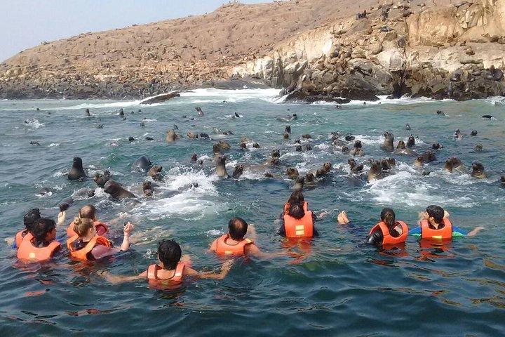 Lima: Palomino Islands Excursion & Swimming with Sea Lions with Hotel Transfers