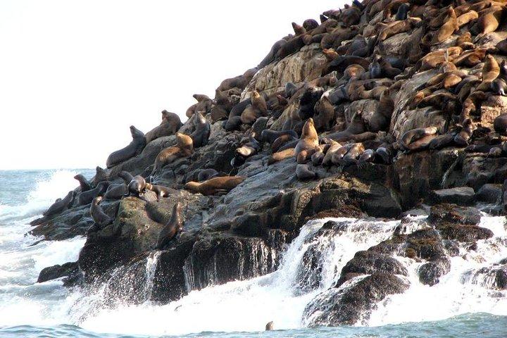 Lima: Palomino Islands Excursion & Swimming with Sea Lions with Hotel Transfers