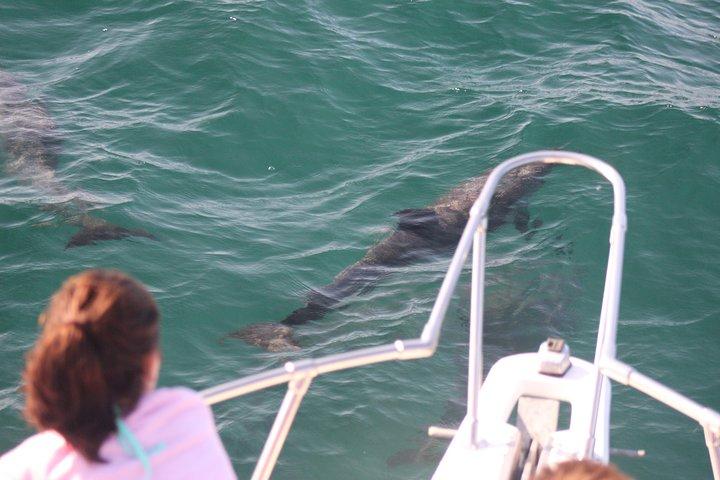 Wild Dolphin Encounter in Puerto Vallarta