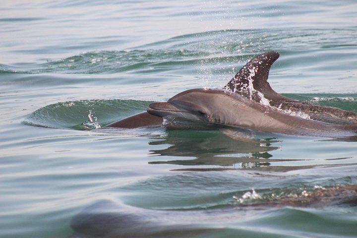 Wild Dolphin Encounter in Puerto Vallarta
