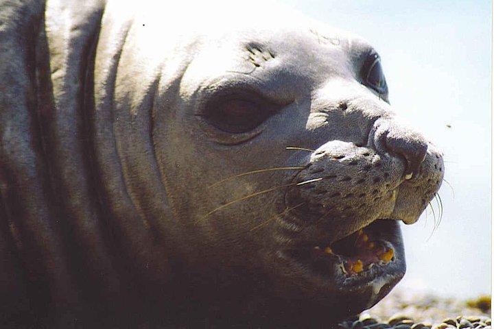 Cruise Shore Excursion Peninsula Valdes Pto Madryn
